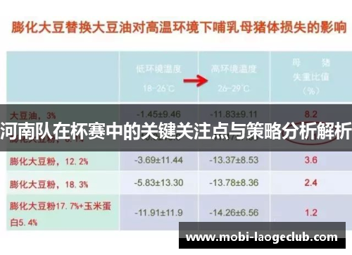 河南队在杯赛中的关键关注点与策略分析解析